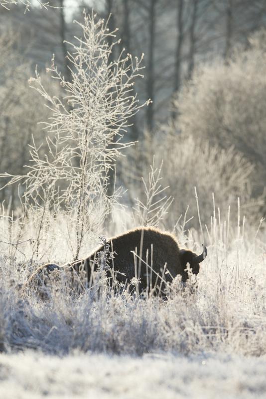 Bison d'europe, Bialowieza Forest, Pologne - © Pierre Massy
