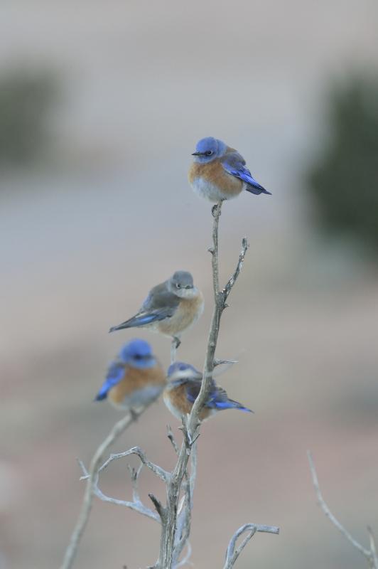 Bluebirds - © Hansruedi Weyrich