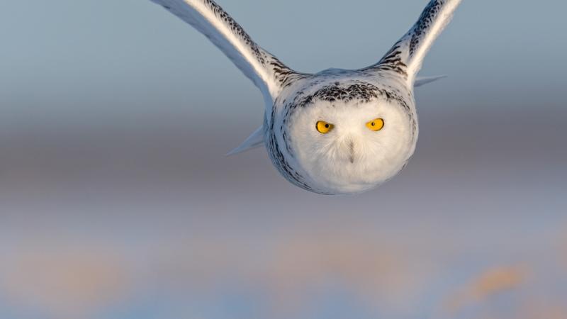 Snowy in flight - © Hansruedi Weyrich