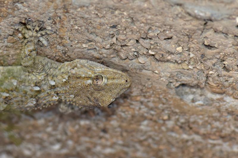 Gecko ou Tarente commune - © Corinne Meyer