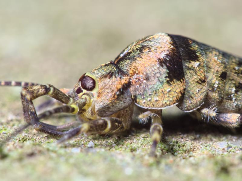 Trigoniophthalmus alternatus, Vevey, juin 2015 - © Pierre Bornand