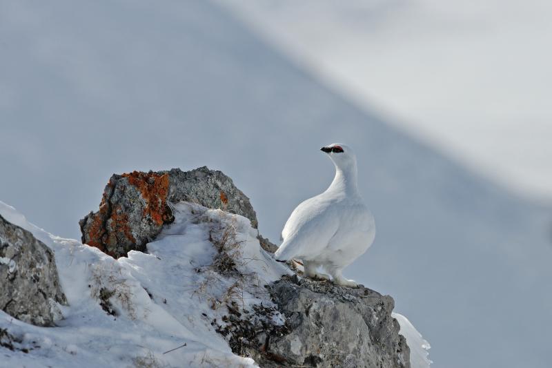 Lagopède mâle en plumage hivernal - © Eric Dragesco