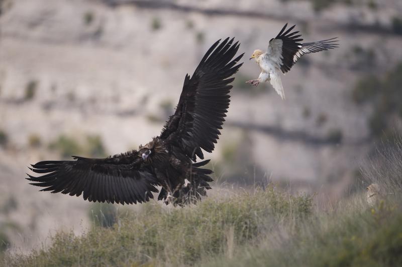 Vautour moine, vautour percnoptère - © Jean-Bernard Marrel