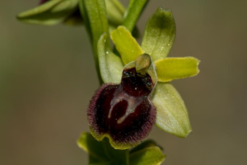 kleine Spinnenragwurz (Ophrys araneola) - © Evelyne Ruoss