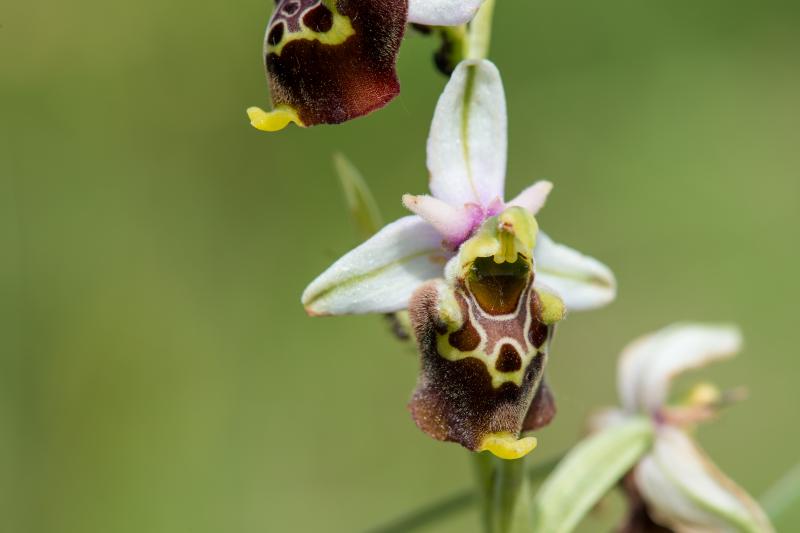 Ophrys bourdon - © Evelyne Ruoss