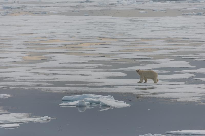 Eislandschaft mit Eisbär - © Evelyne Ruoss