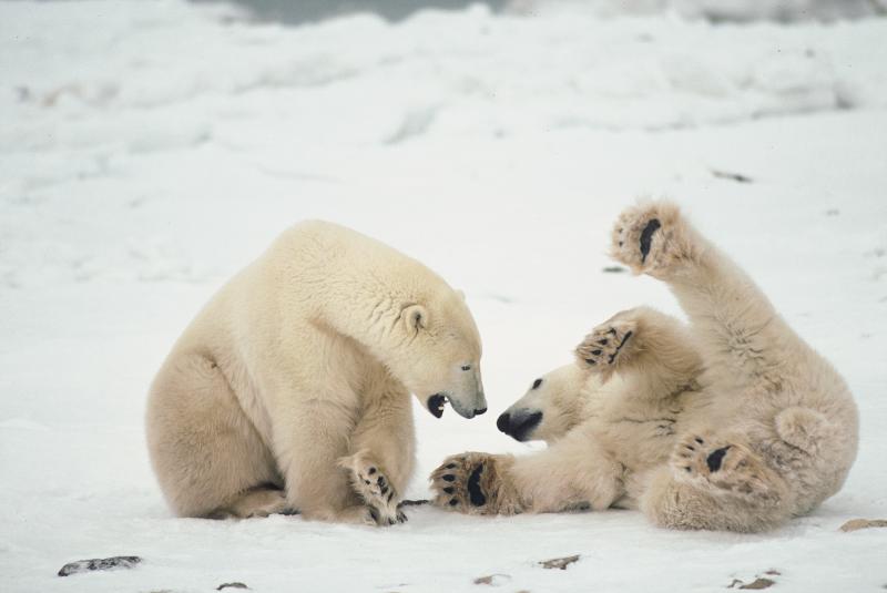 Eisbären - © Evelyne Ruoss