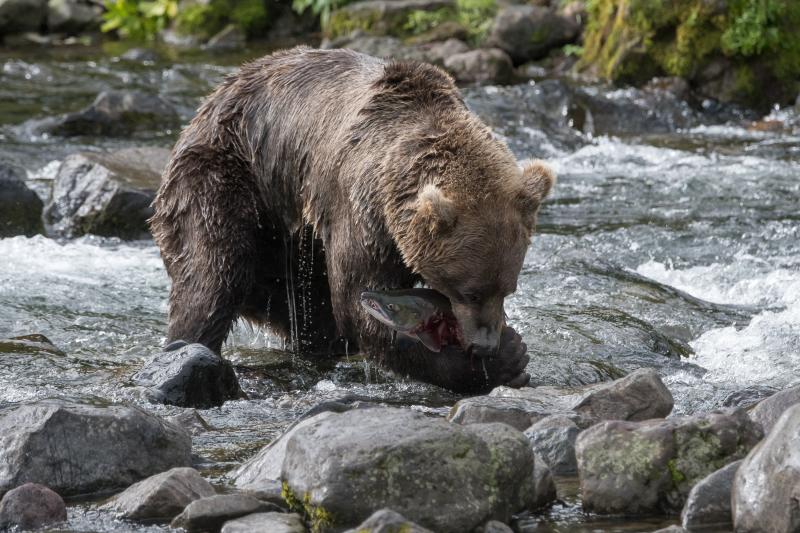 Grizzly - © Evelyne Ruoss